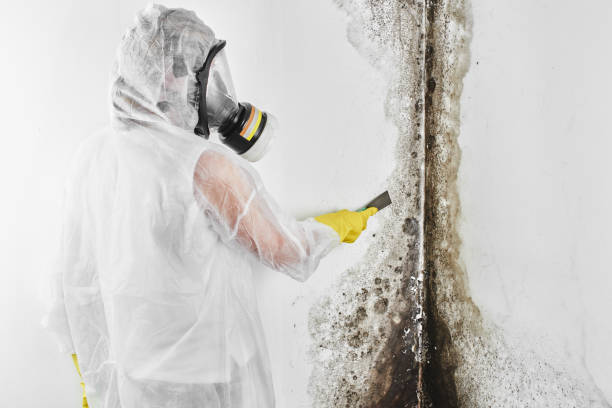 Best Residential Mold Remediation in Mapleton, ND