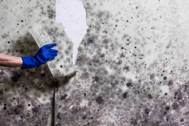Best Preventive Mold Services in Mapleton, ND
